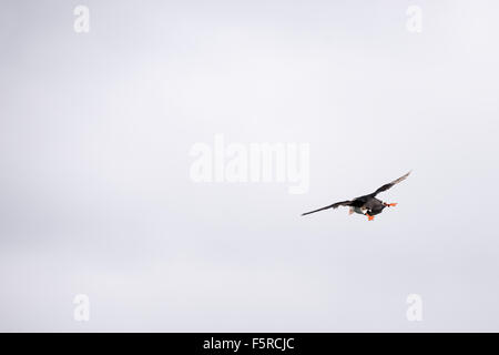 Fliegende Papageitaucher Fratercula Arctica wie von hinten gesehen Stockfoto