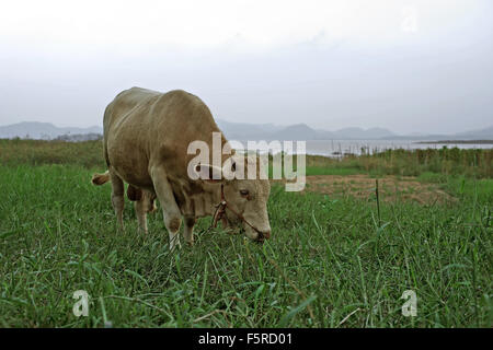 asiatische Kuh auf der grünen Weide Stockfoto