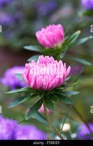 Callistephus Chinensis. Aster "Herzogin gemischt" Stockfoto