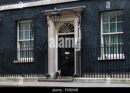 London, UK. 8. November 2015. Remembrance Sunday. Larry die Katze draußen Nr. 10 Downing Street am Remembrance Day Sonntag am Cenotaph in Whitehall. Bildnachweis: Paul Marriott/Alamy Live-Nachrichten Stockfoto