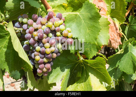 Bei Pechlatt Nahaufnahme Pech-Latt Weinberge, von Wein erzeugenden Trauben in Wein erzeugenden Fläche der Region Frankreichs Lagrasse,Aude.South. Stockfoto