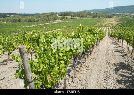 Bei Pechlatt Nahaufnahme Pech-Latt Weinberge, von Wein erzeugenden Trauben in Wein erzeugenden Fläche der Region Frankreichs Lagrasse,Aude.South. Stockfoto