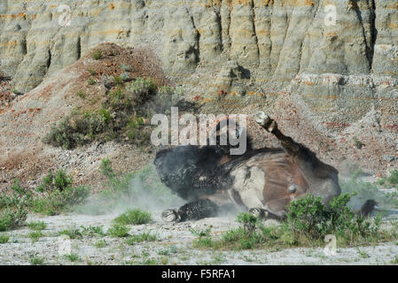 Amerikanische Bisons (Bison Bison) Staub Bad, westliche USA Stockfoto