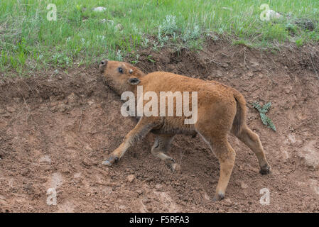 Amerikanische Bisons (Bison Bison) Kalb Schmutz Bad, schwelgen, westliche USA Stockfoto