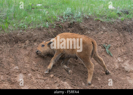 Amerikanische Bisons (Bison Bison) Kalb Schmutz Bad, schwelgen, westliche USA Stockfoto