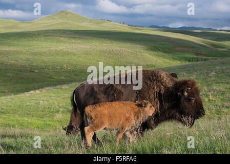 Amerikanische Bisons (Bison Bison) Erwachsenen mit Kalb, westliche USA Stockfoto