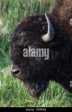 Amerikanische Bisons (Bison Bison) Erwachsene, Ansicht des Kopfes, westliche USA Stockfoto