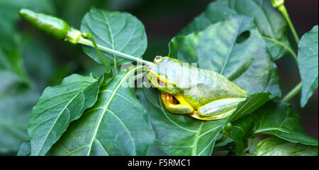 einen tropischen grünen Frosch auf Chili-Busch Stockfoto