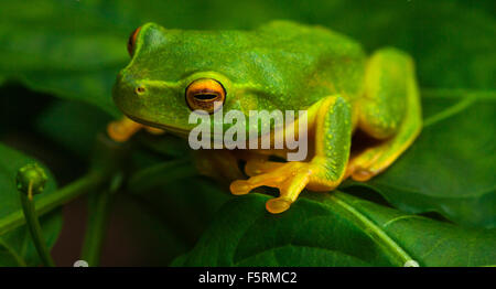 ein grüner Frosch sitzt auf einem Busch Stockfoto