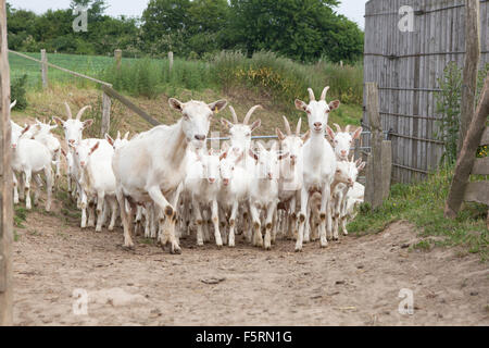 eine Herde von junge weiße Ziege läuft auf dem Weg zu einer stabilen Stockfoto