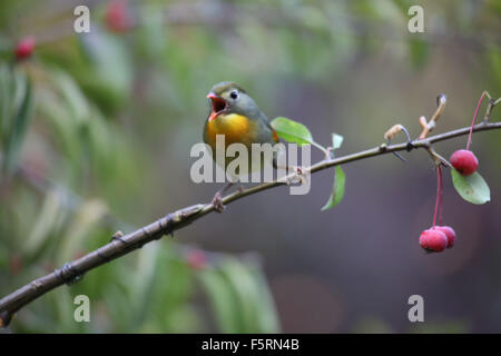 Peking, China. 8. November 2015. Ein rot-billed Leiothrix ist in einem Garten auf Banjing Straße in Peking, Hauptstadt von China, 8. November 2015 gesehen. Bildnachweis: Liu Xianguo/Xinhua/Alamy Live-Nachrichten Stockfoto