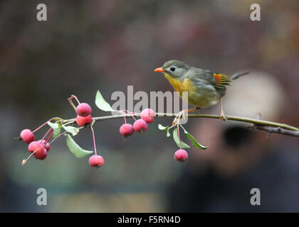 Peking, China. 8. November 2015. Ein rot-billed Leiothrix ist in einem Garten auf Banjing Straße in Peking, Hauptstadt von China, 8. November 2015 gesehen. Bildnachweis: Liu Xianguo/Xinhua/Alamy Live-Nachrichten Stockfoto