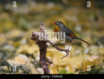 Peking, China. 8. November 2015. Ein rot-billed Leiothrix ist in einem Garten auf Banjing Straße in Peking, Hauptstadt von China, 8. November 2015 gesehen. Bildnachweis: Liu Xianguo/Xinhua/Alamy Live-Nachrichten Stockfoto