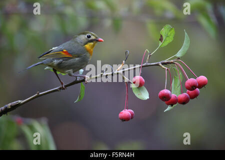 Peking, China. 8. November 2015. Ein rot-billed Leiothrix ist in einem Garten auf Banjing Straße in Peking, Hauptstadt von China, 8. November 2015 gesehen. Bildnachweis: Liu Xianguo/Xinhua/Alamy Live-Nachrichten Stockfoto