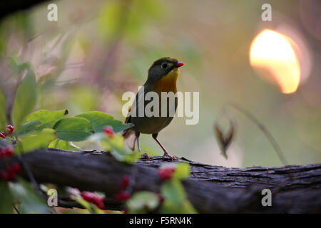 Peking, China. 8. November 2015. Ein rot-billed Leiothrix ist in einem Garten auf Banjing Straße in Peking, Hauptstadt von China, 8. November 2015 gesehen. Bildnachweis: Liu Xianguo/Xinhua/Alamy Live-Nachrichten Stockfoto