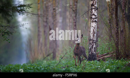 Männliche Rehe im Wald Stockfoto