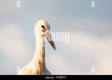 Porträt des jungen weißen Storch Stockfoto