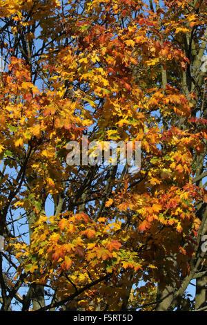 Herbst-Ahorn-Blätter Stockfoto