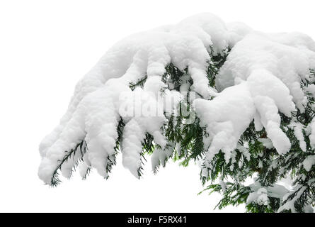 Tanne Zweig besät mit Neuschnee auf reinen weißen Hintergrund Stockfoto
