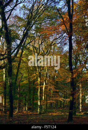 Herbstfarben in Buche Wald, Forest of Dean Stockfoto