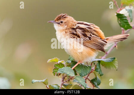 Drolligen Cistensänger, Perched auf einem Zweig, Kampanien, Italien (Cistensänger kommt) Stockfoto