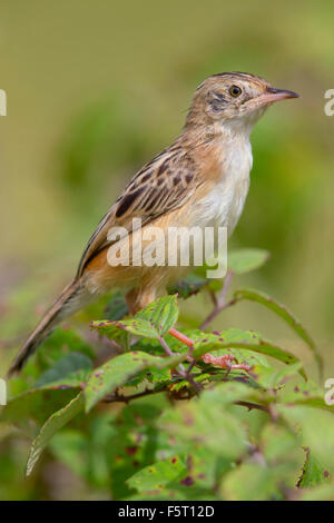 Drolligen Cistensänger, Perched auf einem Zweig, Kampanien, Italien (Cistensänger kommt) Stockfoto