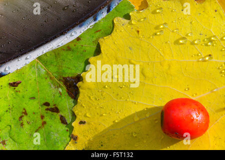 Herbstlaub, Jay Feder auf gelbe Blätter, Fisciano, Kampanien, Italien Stockfoto