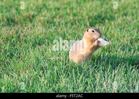 Gopher sieht aus dem Loch Stockfoto