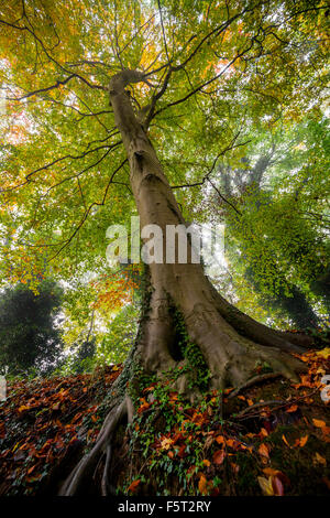 Eine Buche im Herbst beim Shifnal, Shropshire, England. Stockfoto