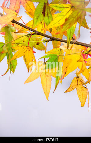 gelbe Blätter am Zweig hängen über einem See im Herbst-Saison Stockfoto