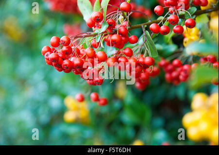 Zwergmispel (Hybridus pendelnden). Immergrüner Strauch mit weißen Blüten im Frühjahr und rot/gelben Beeren im Herbst Stockfoto