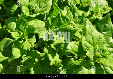 Neuseeland Spinat (Tetragonia Tetragonioides) Stockfoto