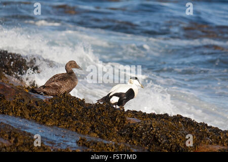 Ein paar gemeinsame Eider ruht am Ufer in der Village Bay, St. Kilda, Schottland Stockfoto