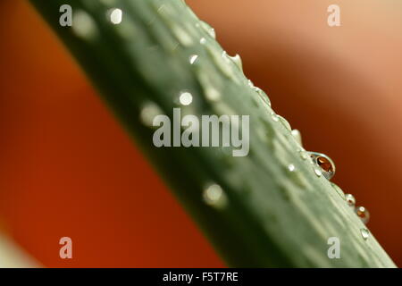 Wassertropfen auf einem Blatt der Aloe Vera hautnah Stockfoto