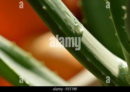 Wassertropfen auf einem Blatt der Aloe Vera hautnah Stockfoto