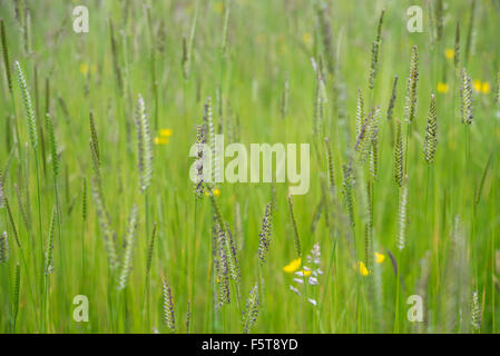 Cynosurus Cristatus, Crested Hunde-Tail-Rasen in einer Sommerwiese in der englischen Landschaft. Stockfoto