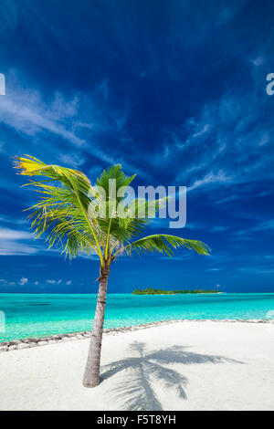 Einzelne Kokospalme auf einen tropischen Strand Gießen Schatten auf sand Stockfoto