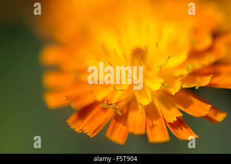 Nahaufnahme einer Pilosella Aurantiaca Blume mit leuchtend orangen Blüten. Stockfoto