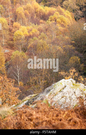 Herbstfarben im Doethie Valley, am Zusammenfluss mit dem Upper River Tywi Towy in Mid Wales, Großbritannien im November - Herbstfarben von Bäumen Stockfoto