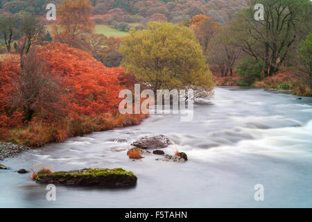 Herbstfarben im River Tywi, River Towy, von Dinas RSPB Bird Reserve, Mid Wales, Großbritannien im November Stockfoto