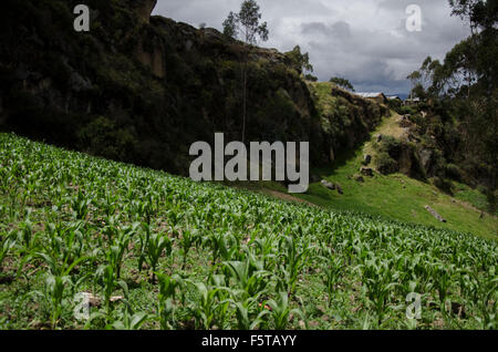 Ein Feld von Mais auf das Heilige Land in der Nähe von Ingapirca Stockfoto