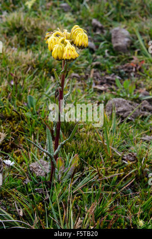 Gelbe Blüten (Senecio Chionogeton) im Cajas Nationalpark Stockfoto