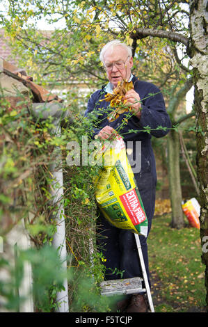 Älterer Herr Reinigung einer Regenrinne Blätter in North Yorkshire Stockfoto