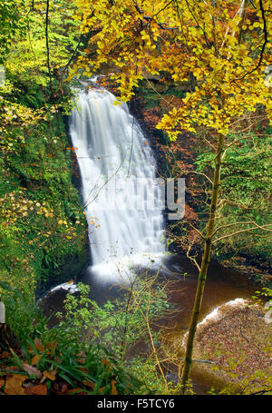 Fallende foss Wasserfall im Herbst sneaton Wald North York Moors National Park North Yorkshire uk Stockfoto