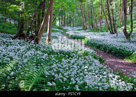 Bärlauch in Robin Hood's heulen North York Moors, in der Nähe von kirkybymoorside North Yorkshire Stockfoto