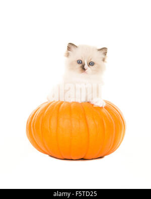 Ragdoll Katze in einem orange Kürbis Stockfoto