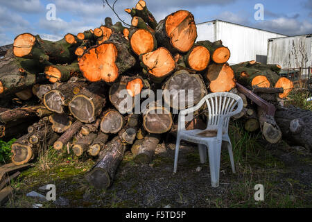Ein Haufen von geschnittenen Bäumen Stämme mit dem Holzfäller Stuhl vor den geschnittenen Bäumen Stockfoto