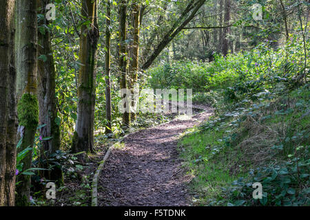 Woodland-Weg führt durch einige Bäume mit gefleckten Licht, das durch die Bäume Stockfoto