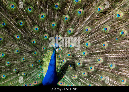 Pfau im vollen regal display Stockfoto