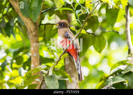 Männchen mit Kragen Trogon (Trogon Collaris) thront auf Zweig im tropischen Regenwald, Trinidad Stockfoto